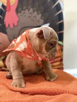Cody , a male English Bulldog for sale in Lawrenceville, GA – 7 of 8