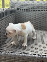 Zyla, a female English Bulldog for sale in Lawrenceville, GA – 3 of 7