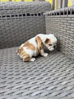 Myla, a female English Bulldog for sale in Lawrenceville, GA – 3 of 10
