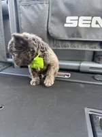 Sea doo , a  French Bulldog and Poodle - Miniature  for sale in Norcross, GA – 9 of 9