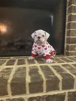 Lola, a female English Bulldog for sale in Norcross, GA – 8 of 10