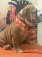 Buddy, a male English Bulldog for sale in Lawrenceville, GA – 6 of 7