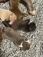 Kona, a male American Bully for sale in Lawrenceville, GA – 6 of 10