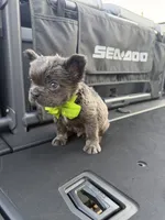 Sea doo , a  French Bulldog and Poodle - Miniature  for sale in Norcross, GA – 3 of 9