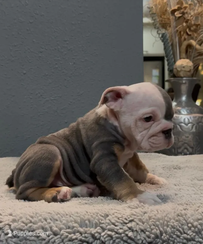 Tito – English Bulldog puppy for sale in Lawrenceville, GA