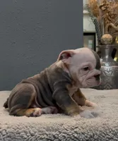 Tito, a male English Bulldog for sale in Lawrenceville, GA – 1 of 2