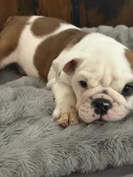 Jewel, a female English Bulldog for sale in Lawrenceville, GA – 2 of 3