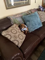 Tucker, a male Cavalier King Charles Spaniel for sale in Knox, IN – 1 of 2