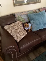 Tucker, a male Cavalier King Charles Spaniel for sale in Knox, IN – 2 of 2