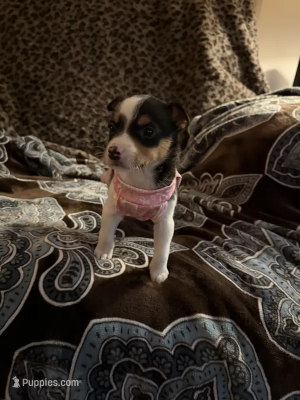 Pixie, a female Chorkie for sale in Knox, IN – 1 of 1