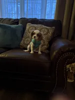 Poppy, a female Cavalier King Charles Spaniel for sale in Knox, IN – 2 of 3