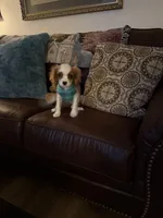 Poppy, a female Cavalier King Charles Spaniel for sale in Knox, IN – 3 of 3