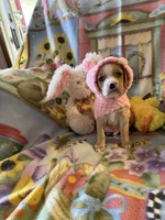 Sky, a female Cocker Spaniel and Pomsky for sale in Knox, IN – Photo 3 of 3