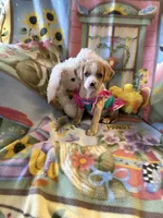 Sky, a female Cocker Spaniel and Pomsky for sale in Knox, IN – Photo 1 of 3