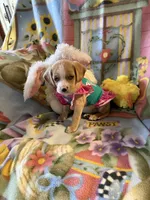 Sky, a female Cocker Spaniel and Pomsky for sale in Knox, IN – Photo 2 of 3