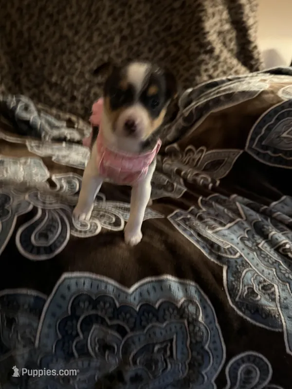 Pixie – Chorkie puppy for sale in Knox, IN