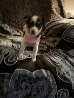 Pixie, a female Chorkie for sale in Knox, IN – 1 of 2