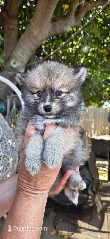 Jr – Pomsky puppy for sale in Sacramento ca 
