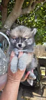 Jr, a male Pomsky for sale in Sacramento ca, SACRAMENTO CA – 1 of 1