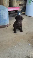 light pink female, a female Curly-Coated Retriever for sale in Ozark, AR – 3 of 3