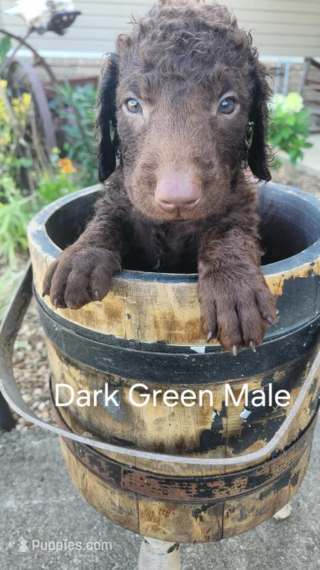 Dark Green Male – Curly-Coated Retriever puppy for sale in Ozark, AR