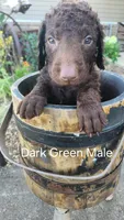 Dark Green Male, a male Curly-Coated Retriever for sale in Ozark, AR – 1 of 2