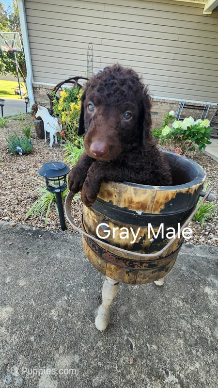 Gray male – Curly-Coated Retriever puppy for sale in Ozark, AR