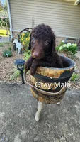Gray male, a male Curly-Coated Retriever for sale in Ozark, AR – 2 of 3