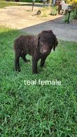 Teal Female, a female Curly-Coated Retriever for sale in Ozark, AR – 4 of 5