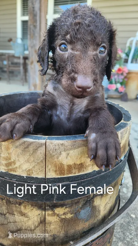 light pink female – Curly-Coated Retriever puppy for sale in Ozark, AR
