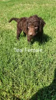 Teal Female, a female Curly-Coated Retriever for sale in Ozark, AR – 5 of 5