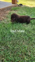 Red Male, a male Curly-Coated Retriever for sale in Ozark, AR – 2 of 3