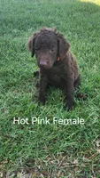 Hot Pink Female, a female Curly-Coated Retriever for sale in Ozark, AR – 2 of 4