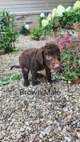Brown Male, a male Curly-Coated Retriever for sale in Ozark, AR – 2 of 2