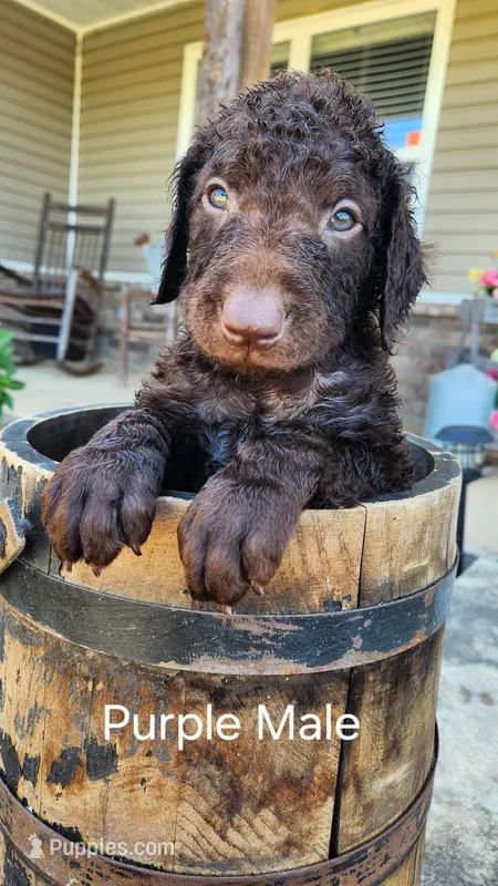 Purple Male – Curly-Coated Retriever puppy for sale in Ozark, AR