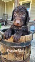 Purple Male, a male Curly-Coated Retriever for sale in Ozark, AR – 1 of 1