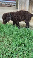Teal Female, a female Curly-Coated Retriever for sale in Ozark, AR – 3 of 5