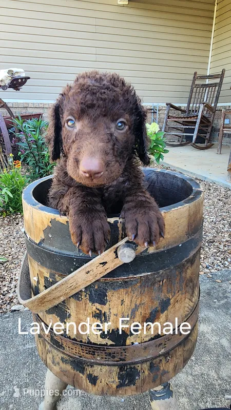 Lavender Female – Curly-Coated Retriever puppy for sale in Ozark, AR