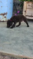 Hot Pink Female, a female Curly-Coated Retriever for sale in Ozark, AR – 3 of 4