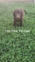 Hot Pink Female, a female Curly-Coated Retriever for sale in Ozark, AR – 4 of 4