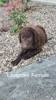 Lavender Female, a female Curly-Coated Retriever for sale in Ozark, AR – 2 of 2
