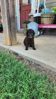 Yellow Male, a male Curly-Coated Retriever for sale in Ozark, AR – 4 of 4