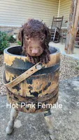 Hot Pink Female, a female Curly-Coated Retriever for sale in Ozark, AR – 1 of 4