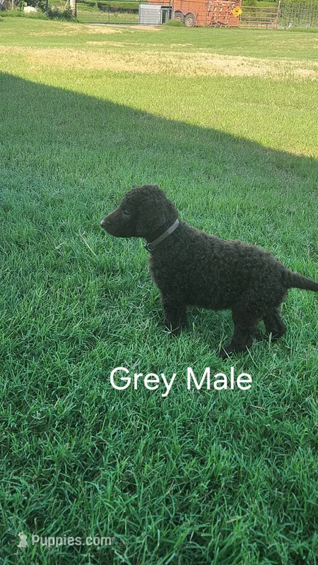 Gray male – Curly-Coated Retriever puppy for sale in Ozark, AR