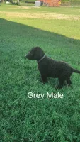 Gray male, a male Curly-Coated Retriever for sale in Ozark, AR – 1 of 3