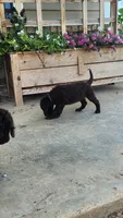 Teal Female, a female Curly-Coated Retriever for sale in Ozark, AR – 2 of 5