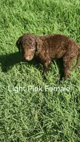 light pink female, a female Curly-Coated Retriever for sale in Ozark, AR – 2 of 3