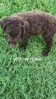 Yellow Male, a male Curly-Coated Retriever for sale in Ozark, AR – 3 of 4