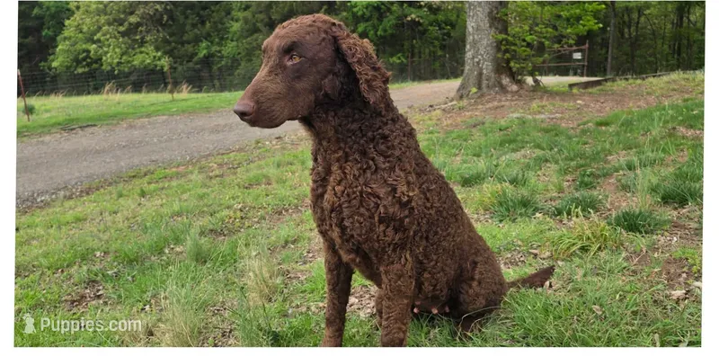 Tipsy – Curly-Coated Retriever puppy for sale in Ozark, AR