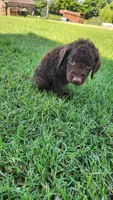 Red Male, a male Curly-Coated Retriever for sale in Ozark, AR – 3 of 3